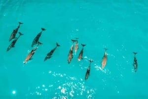 Zanzibar: Privat delfinsafari og snorkling ved Mnemba