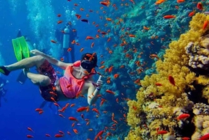 Zanzibar: Privat delfinsafari og snorkling ved Mnemba