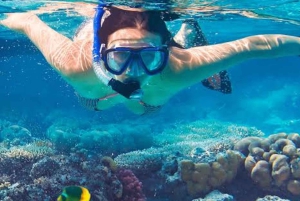 Zanzibar: Privat delfinsafari og snorkling ved Mnemba
