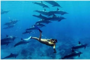 Zanzibar: Privat delfinsafari og snorkling ved Mnemba