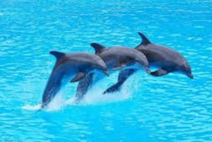 Zanzibar: privé dolfijnensafari en snorkelen bij Mnemba