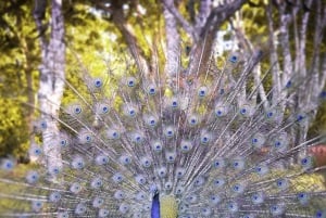 Sansibar: Private Tour zur Gefängnisinsel & Schildkröten