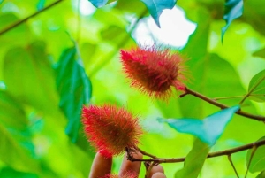 Sansibar: Private Führung über eine Gewürzfarm & Prison Island.