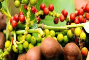 Sansibar: Private Gewürzfarm- & Stone Town-Tour mit Guide