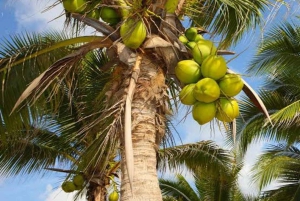 Zanzibar: privé rondleiding op een kruidenboerderij met een lokale gids.