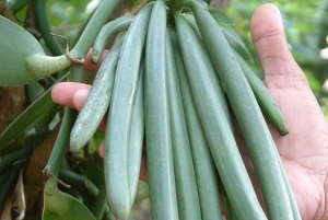 Zanzibar: privé rondleiding op een kruidenboerderij met een lokale gids.