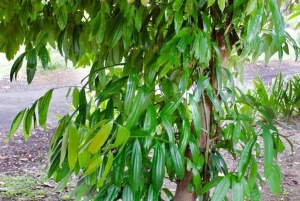 Zanzibar: privé rondleiding op een kruidenboerderij met een lokale gids.