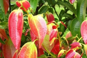 Zanzibar: privé rondleiding op een kruidenboerderij met een lokale gids.