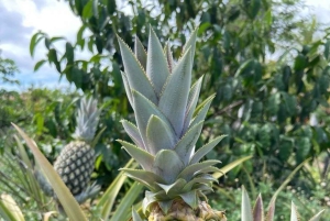 Zanzibar: privé rondleiding op een kruidenboerderij met een lokale gids.