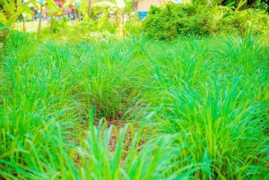 Zanzibar: privé rondleiding op een kruidenboerderij met een lokale gids.
