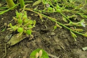 Zanzíbar: visita privada a una plantación de especias y tour guiado por la Ciudad de Piedra