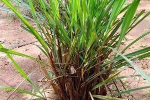 Zanzíbar: visita privada a una plantación de especias y tour guiado por la Ciudad de Piedra