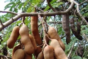 Zanzíbar: visita privada a una plantación de especias y tour guiado por la Ciudad de Piedra