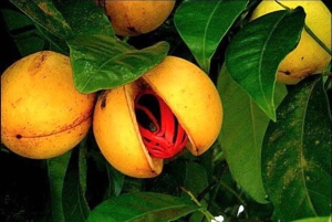 Zanzibar: Private Stone Town, Spice Farm & Rock Restaurant