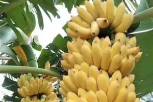 Zanzibar: Private Stone Town, Spice Farm & Rock Restaurant