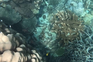 ザンジバル：プングメ島 終日ツアー、シュノーケリングとBBQランチ付き