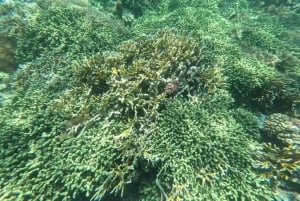 ザンジバル：プングメ島 終日ツアー、シュノーケリングとBBQランチ付き