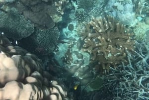 ザンジバル：プングメ島 終日ツアー、シュノーケリングとBBQランチ付き