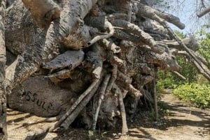 Sansibar: Pungume Island Delfin- und Schnorchel-Tour