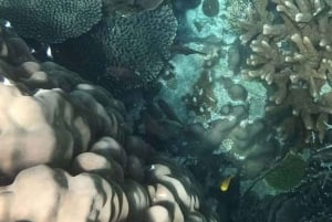 ZANZIBAR: Snorkling på Pungume Island og sandbank + grill