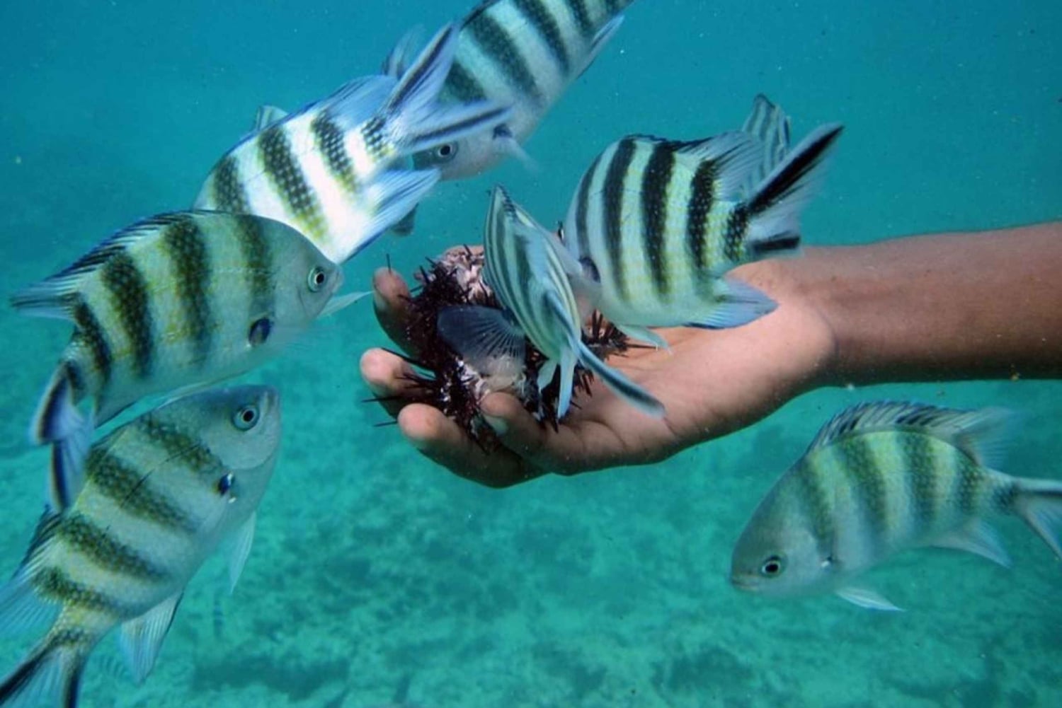 Zanzibar: Pungume Island tour and snorkeling with BBQ Lunch