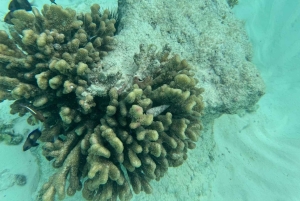 Zanzibar: Pungume Island tour and snorkeling with BBQ Lunch