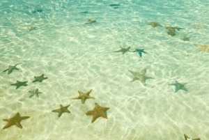 Zanzibar: Pungume Island Tour med sjømat lunsj