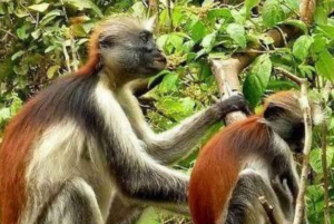 Sansibar: Pungume Private Safari Blue Picnic