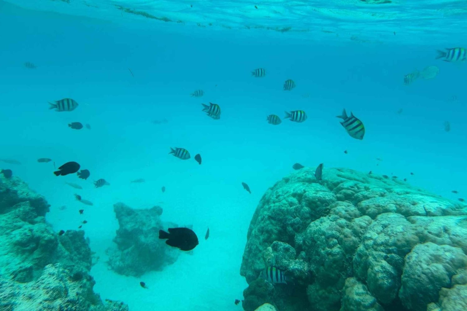 Zanzibar: Pungume Island-tur og snorkling med BBQ-frokost