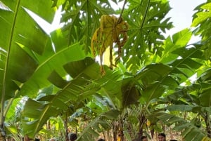 Zanzibar: Firhjuling fra Kendwa eller Nungwi