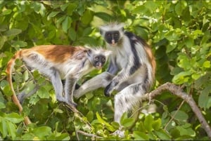 Zanzibar : Visite guidée des singes colobes rouges dans la forêt de Jozani