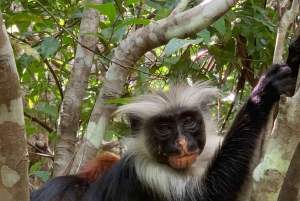 Zanzibar : Visite guidée des singes colobes rouges dans la forêt de Jozani