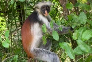 Zanzibar : Visite guidée des singes colobes rouges dans la forêt de Jozani
