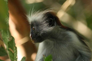 Zanzibar: Red Colobus Monkeys in Jozani Forest Guided Tour