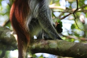 Zanzibar: Red Colobus Monkeys in Jozani Forest Guided Tour