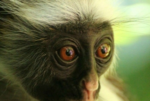 Zanzibar: Red Colobus Monkeys in Jozani Forest Guided Tour