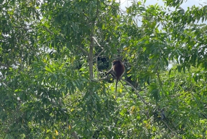 Zanzibar: Red Colobus Monkeys in Jozani Forest Guided Tour