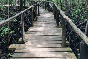 Zanzibar: Red Colobus Monkeys in Jozani Forest Guided Tour