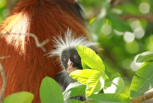 Zanzibar: Red Colobus Monkeys in Jozani Forest Guided Tour