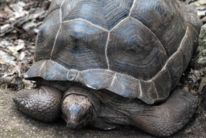 SANSIBAR: Reptilienpark, Jozani-Wald & Mtende-Strand – Tagestour