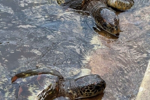 SANSIBAR: Reptilienpark, Jozani-Wald & Mtende-Strand – Tagestour
