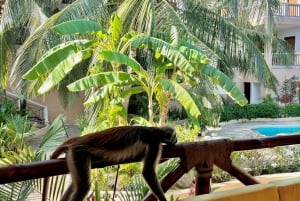 Zanzibar: 1 Day Pass all inclusive island Resort experience