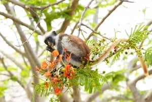 Zanzibar: 1 Day Pass all inclusive island Resort experience