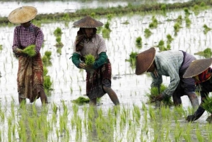 Zanzibar: Passeio pelas plantações de arroz e macacos colobos vermelhos da floresta de Jozani