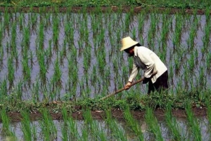 Zanzibar: Passeio pelas plantações de arroz e macacos colobos vermelhos da floresta de Jozani