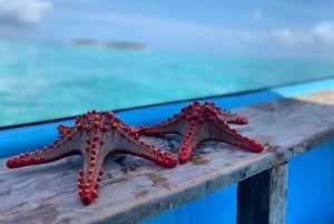 Zanzibar : excursion Safari Blue avec plongée avec tuba et déjeuner