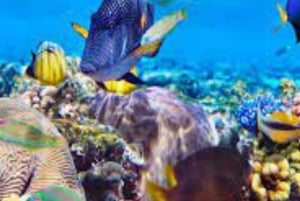 Zanzibar: safari med dhow, snorkling og lunsj