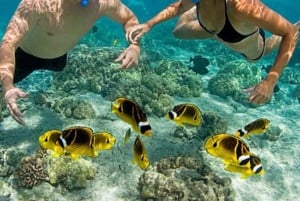 Zanzibar: safari med dhow, snorkling og lunsj