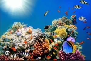 Zanzibar: Safari Blue-dagtour, snorkelen en lunch