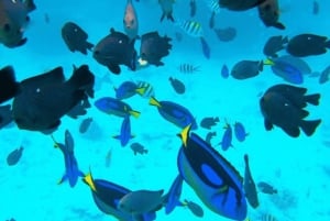 Zanzibar: Safari Blue privat tur med skaldjurslunch